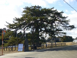 「やもと訪ねある記」の冒頭に登場する「月観の松」。源義経を平泉に紹介した豪商金売吉次にまつわる伝説がある