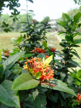 ハティアのDUSキャンパス内には色とりどりの花やフルーツが沢山