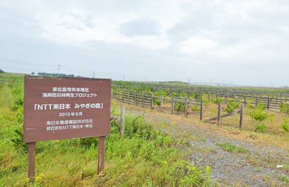 海岸防災林再生プロジェクト「NTT東日本　みやぎの森」（東松島市矢本地区）(2019年10月4日撮影）